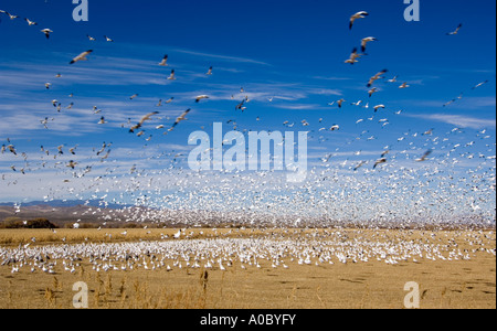 Troupeau d'oies des neiges (Chen caerulescens), Bosque del Apache, New Mexico, USA Banque D'Images