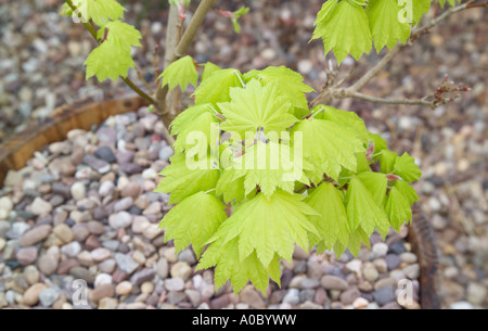 Japanese Maple acer japonica aureum Banque D'Images