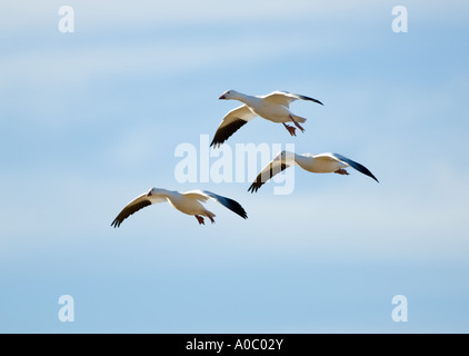 Apache de del Bosque - Nouveau Mexique - USA Vol d'oies des neiges en venant à la terre Oies des neiges (Chen caerulescens) Banque D'Images