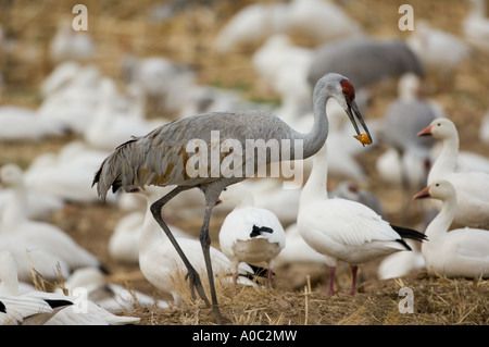 L'alimentation pour la grue du Canada (Grus canadensis), Bosque del Apache, New Mexico, USA Banque D'Images