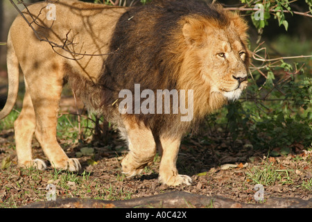 Lion mâle asiatique Banque D'Images