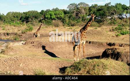 Les Girafes vous pouvez chercher de l'eau dans le parc national de Tsavo Ouest Kenya. Banque D'Images