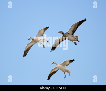 Apache de del Bosque - Nouveau Mexique - USA des neiges dans la formation de vol Oies des neiges (Chen caerulescens) Banque D'Images