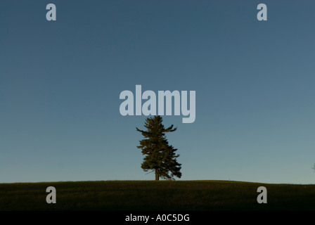 Image d'un sapin solitaire contre un ciel bleu Banque D'Images