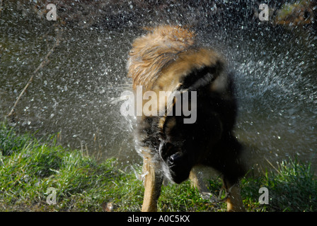 Image d'un chien se secouant de lui-même Banque D'Images