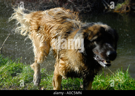 Image d'un chien se secouant de lui-même Banque D'Images