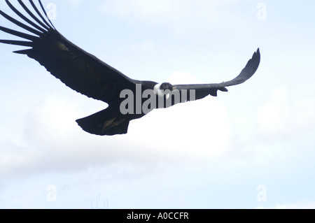 Genre : femelle condor des Andes Vultur gryphus espèces : Banque D'Images