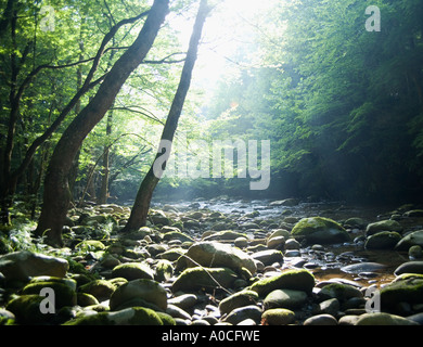 Smoky Mountain National Park USA Banque D'Images