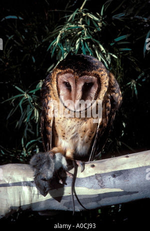 OWL Tyto novaehollandiae masqués de Tasmanie avec les proies Adultes Australie Tasmanie premier Barn Owl Banque D'Images