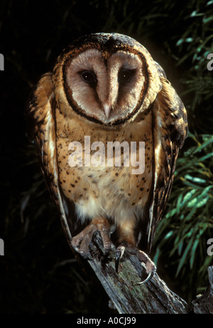 OWL Tyto novaehollandiae masqués de Tasmanie Tasmanie Australie adultes premier Barn Owl Banque D'Images