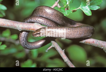 Ver lent Anguis fragilis Banque D'Images