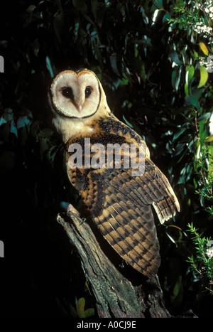 OWL Tyto novaehollandiae masqués de Tasmanie Tasmanie Australie adultes premier Barn Owl Banque D'Images