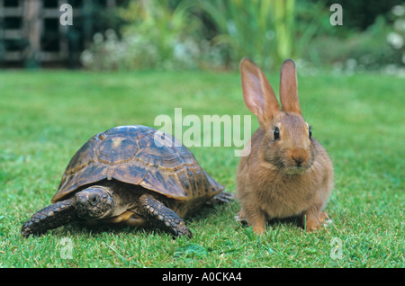 Tortue et Pet Belgium Hare Banque D'Images