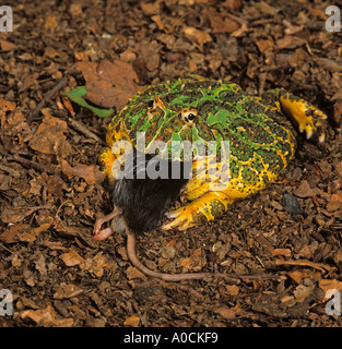 Grenouille Argentine Ceratophrys ornata à avaler souris Banque D'Images