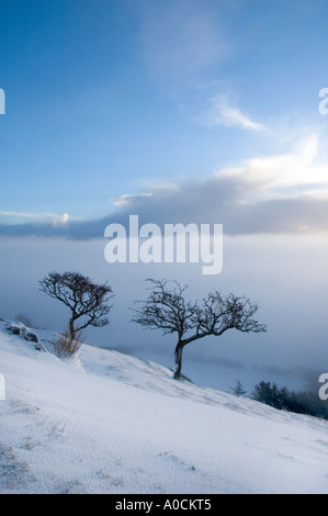 Snowscene de deux arbres sur montagne Banque D'Images