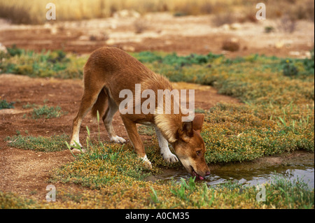 DINGO Canis familiaris dingo homme boire à un trou d'eau au sud de l'Australie Banque D'Images