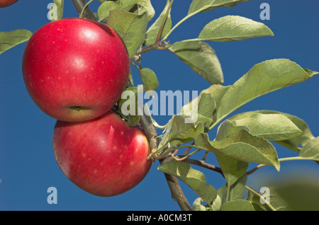 Pommes rouges bien mûrs sur l'arbre dans le verger Banque D'Images