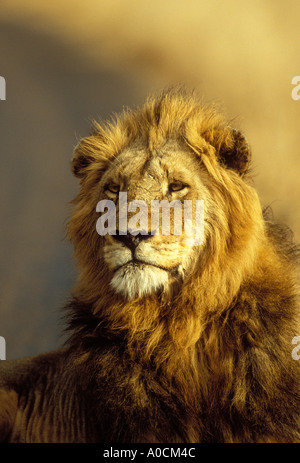 Lion Panthera leo mâle Kruger Parc National Kruger en Afrique du Sud Banque D'Images