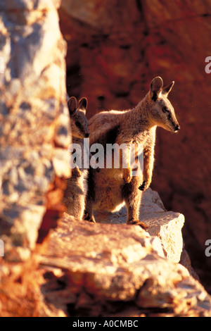 BLACK FOOTED ROCK WALLABY Petrogale lateralis et joey adultes McDonnell de l'ouest du Territoire du Nord Australie plages Banque D'Images