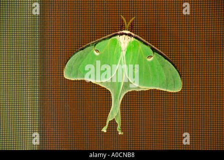 Femme papillon Actias luna luna sur la porte grillagée. Ce modèle de 6 pouces de 15 cm à l'extrémité de l'aile comme on le voit ici au repos Vermont USA Banque D'Images