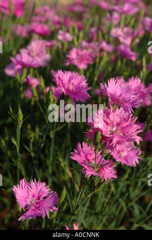 DIANTHUS FLEURS ROSES OU DANS UN CHALET JARDIN UK Banque D'Images