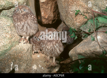 Peu de terriers, Athene noctua. Quatre oisillons au nid entrée privée Banque D'Images