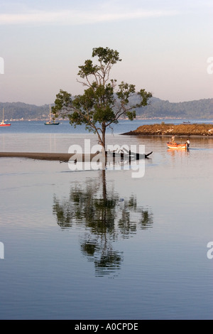 Traduit de l'arbre dans l'eau Pulau Langkawi Malaisie Banque D'Images