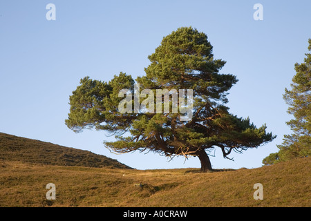 Ancienne vieille Caledonian pine tree en Scottish Highlands ou glen dans Braemar, Royal Deeside, le Parc National de Cairngorms Scotland UK Banque D'Images