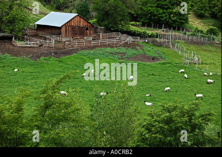 La tonte des moutons nouvellement sur ferme près de Imnaha Oregon Banque D'Images