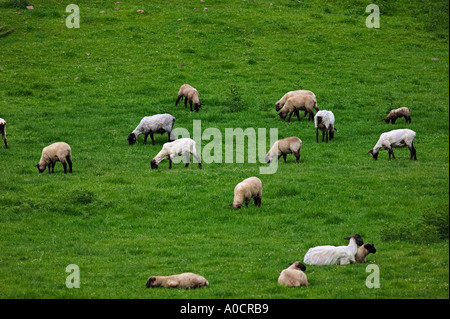 La tonte des moutons nouvellement sur ferme près de Imnaha Oregon Banque D'Images