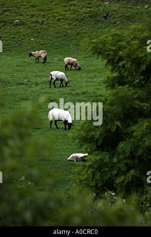 La tonte des moutons nouvellement sur ferme près de Imnaha Oregon Banque D'Images