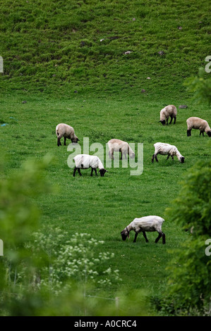 La tonte des moutons nouvellement sur ferme près de Imnaha Oregon Banque D'Images