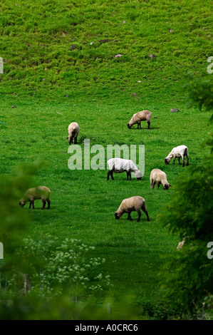 La tonte des moutons nouvellement sur ferme près de Imnaha Oregon Banque D'Images