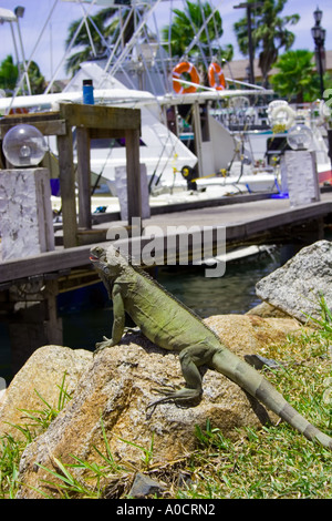 Iguane vert dans le quartier du port d'Oranjestad, Aruba Banque D'Images
