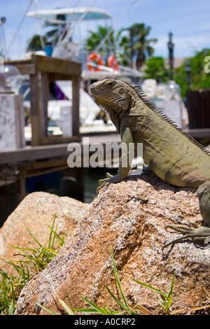 Iguane vert dans le quartier du port d'Aruba Banque D'Images