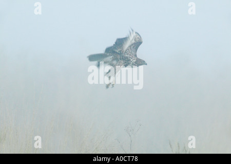 Hawk en vol abaisser l'automne Klamath National Wildlife Refuge en Californie Banque D'Images