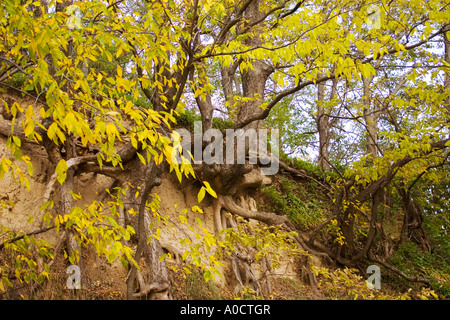 Les racines des arbres à nu par l'érosion sur une colline calcaire au début de l'automne. Weston, Missouri, États-Unis. Banque D'Images