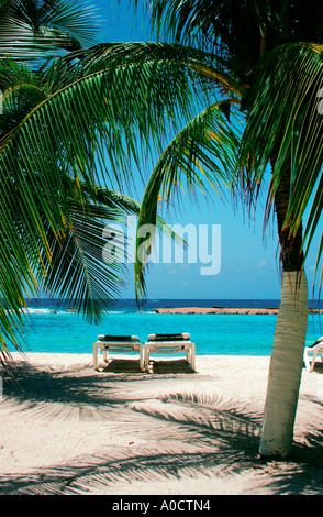 Deux chaises de plage ensemble sur la plage tropicale avec palmiers de Curacao, Antilles néerlandaises Banque D'Images
