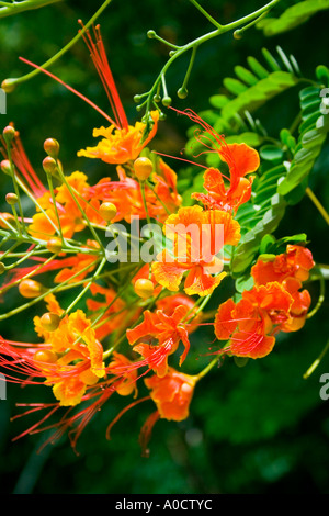 Caesalpinia pulcherrima Banque D'Images