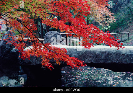 Dans l'érable Couleurs d'automne avec un pont de pierre derrière l'intérieur d'un sanctuaire Shinto du Japon Kyoto Banque D'Images