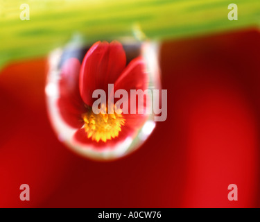 Gros plan d'une goutte d'eau projeter une image d'un dahlia rouge derrière. Banque D'Images