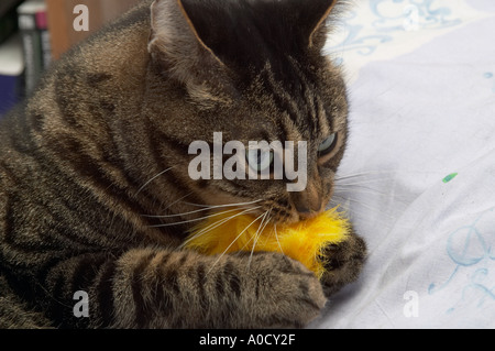 Angleterre, Royaume-Uni. Mâle adulte mackerel tabby chat jouant avec sa souris jouet jaune et le tenant entre ses pattes Banque D'Images