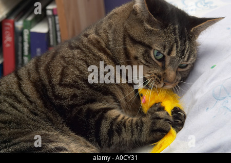 Angleterre, Royaume-Uni. Mâle adulte mackerel tabby chat jouant avec sa souris jouet jaune et le tenant entre ses pattes Banque D'Images