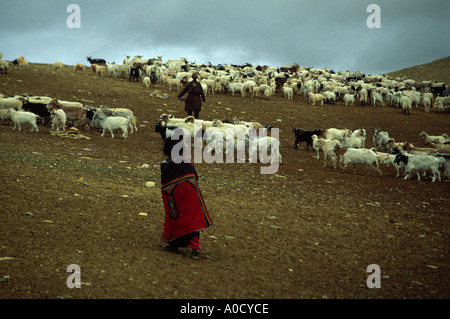 Un Chang pa nomad est hearding chèvres dans la rivière Gyama Ladakh Inde du nord Banque D'Images