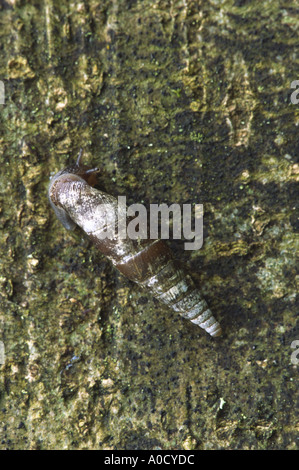 Cochlodina laminata escargot porte tressé Banque D'Images