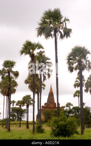 Photographie d'un stupa parmi les palmiers toddy sur les plaines à Bagan au Myanmar 2006 Banque D'Images