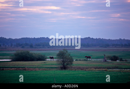 Dans Brzostowo Biebrza river village, chevaux de retour accueil Banque D'Images