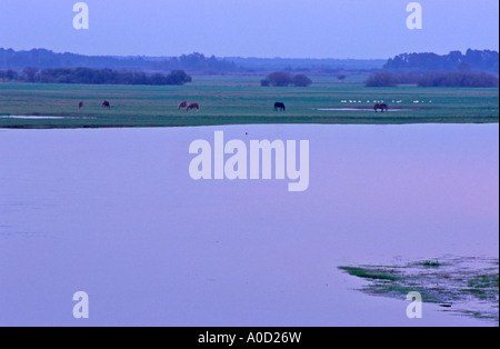 Dans Brzostowo Biebrza river village, chevaux pâturage sur la banque Banque D'Images