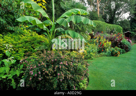 SUB-tropicales de l'ENSEMENCEMENT AVEC PELOUSE PARFAITE À KNOLL JARDIN DORSET AVEC PALMIERS BANANIERS ET CANNA Banque D'Images