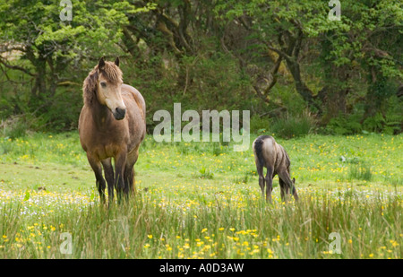 Comté de Galway Irlande Parc national de Connemara Connemara Pony mare et poulain Banque D'Images